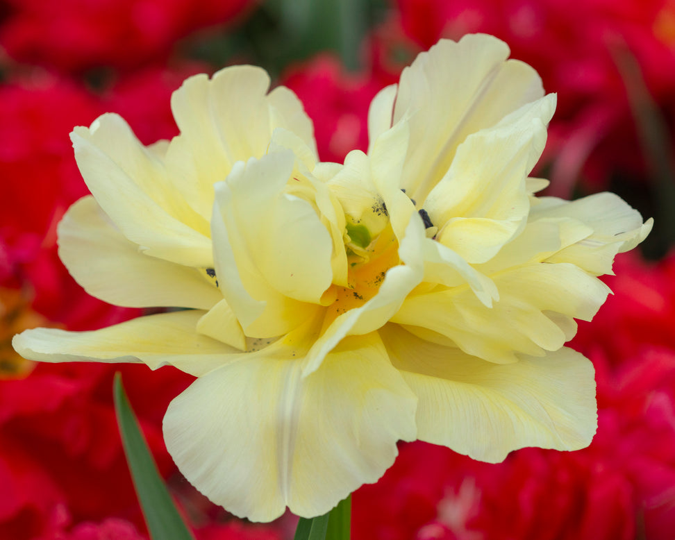 Tulip 'Avant Garde'