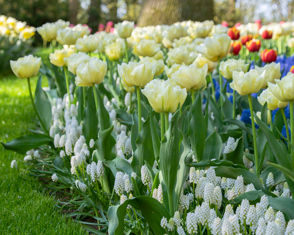 Tulip 'Avant Garde'