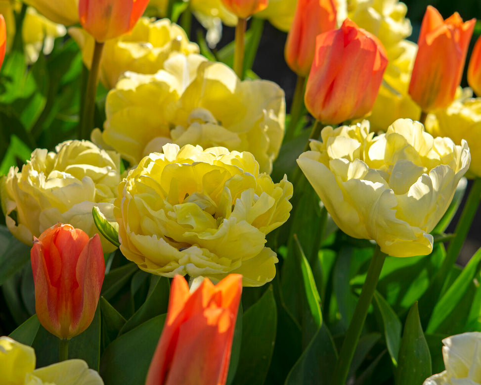 Tulip 'Avant Garde'