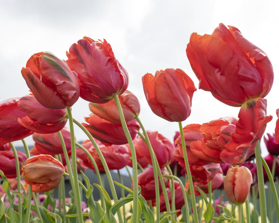 Tulip 'Avignon Parrot'