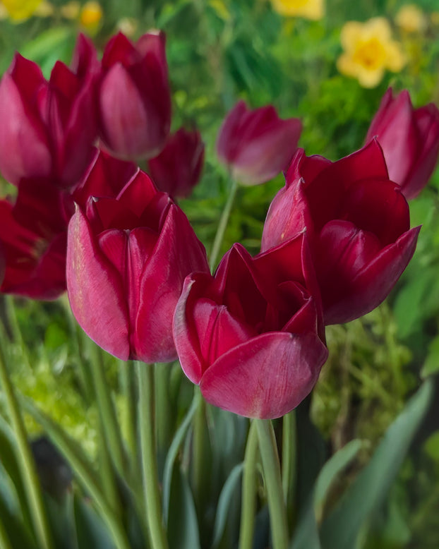 Tulip aximensis