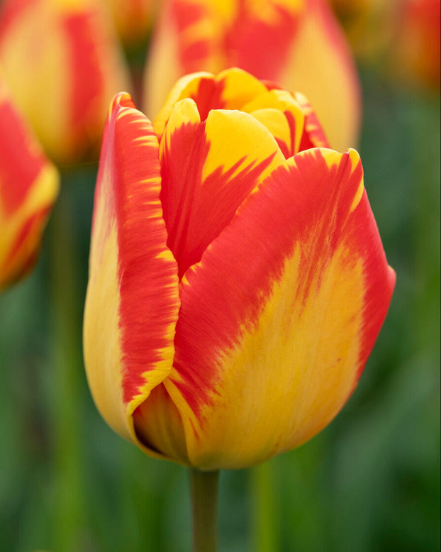 Tulip 'Banja Luka'