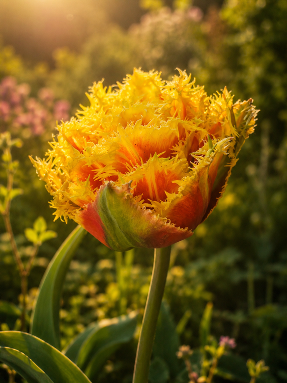 Tulip 'Baroque Fire'