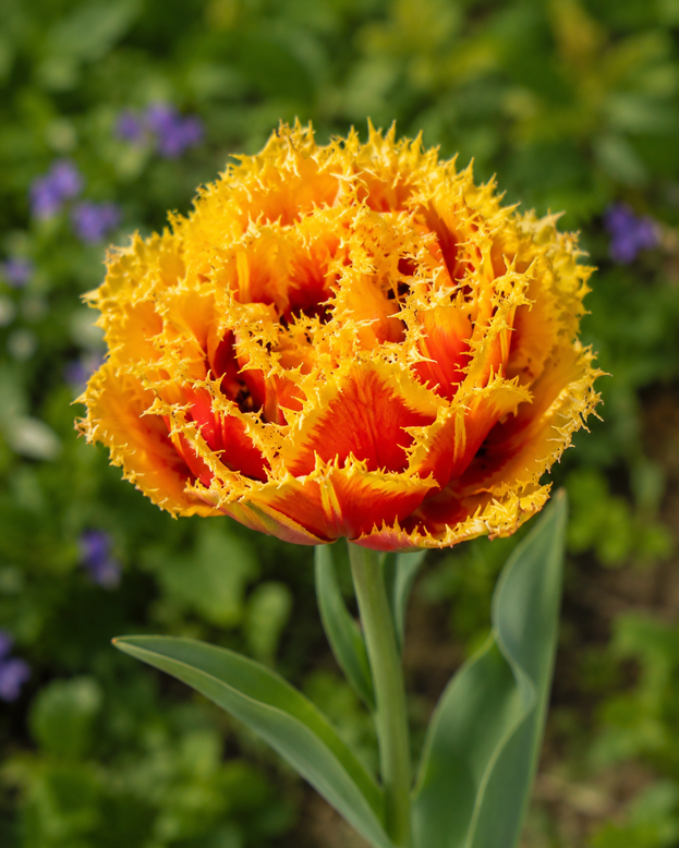 Tulip 'Baroque Fire'