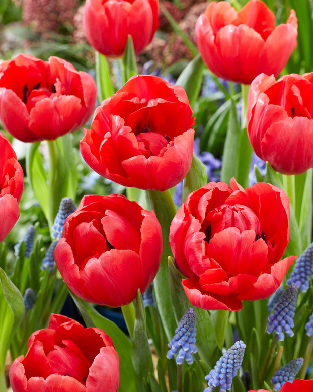 Tulip 'Belgravia'