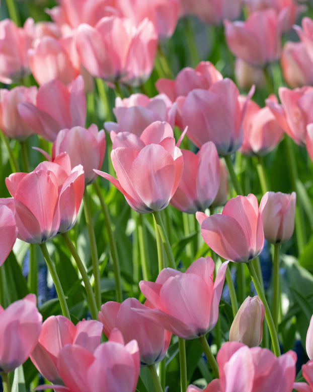 Tulip 'Bella Blush'