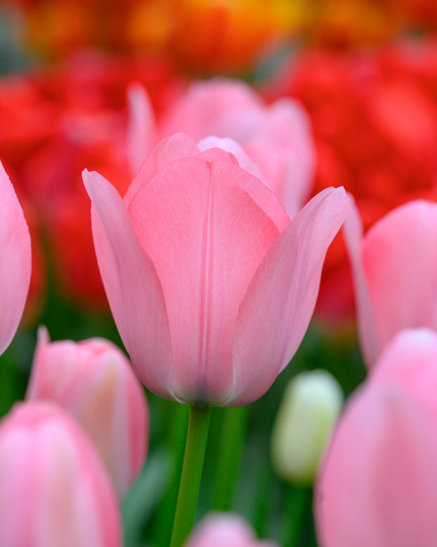 Tulip 'Bella Blush'