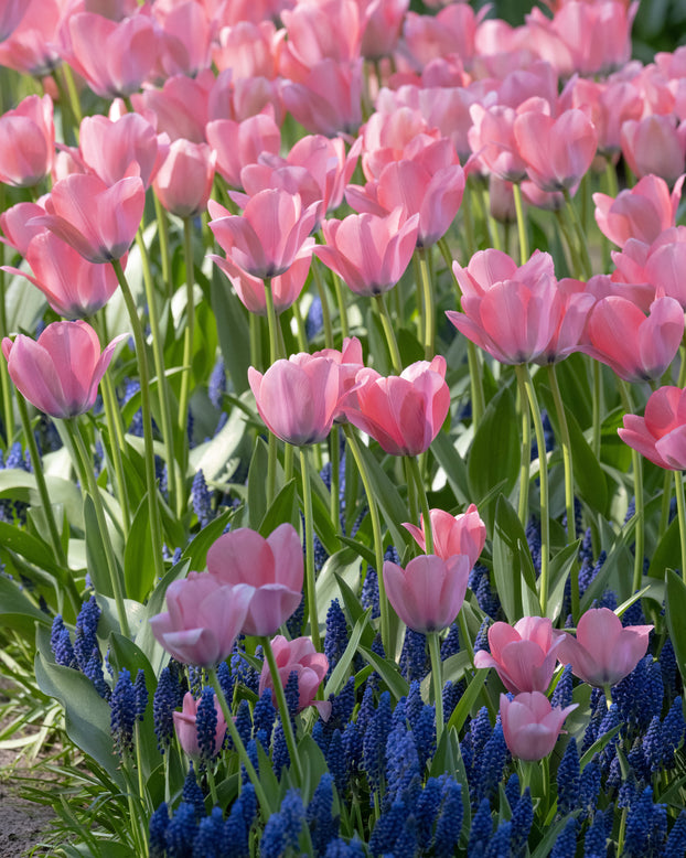Tulip 'Bella Blush'