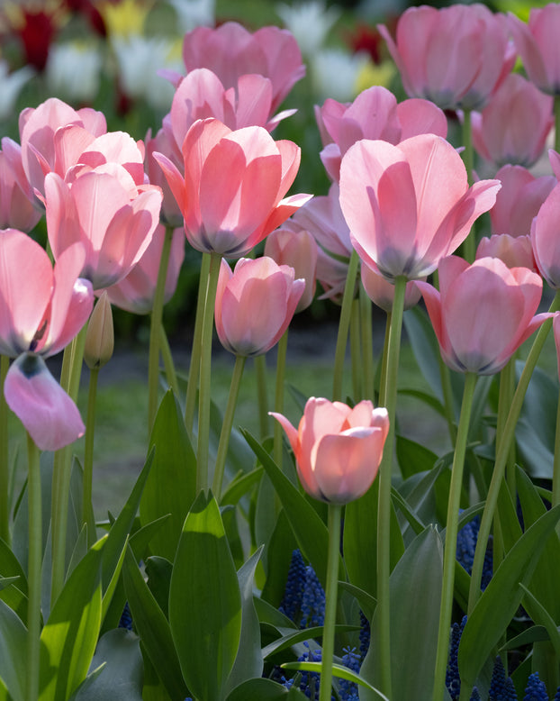 Tulip 'Bella Blush'