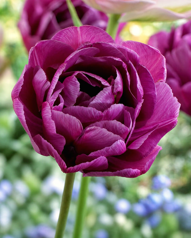 Tulip 'Blue Diamond'