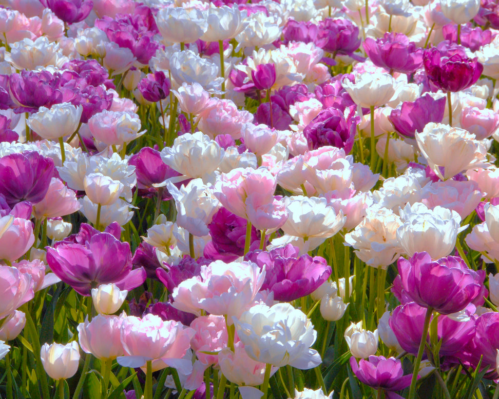 Tulip 'Blue Diamond'