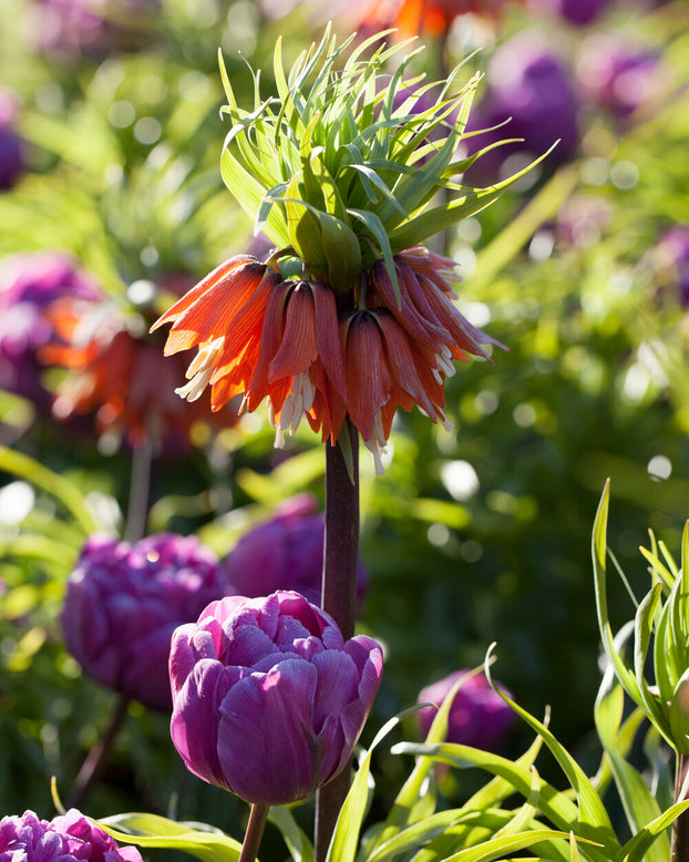 Tulip 'Blue Diamond'