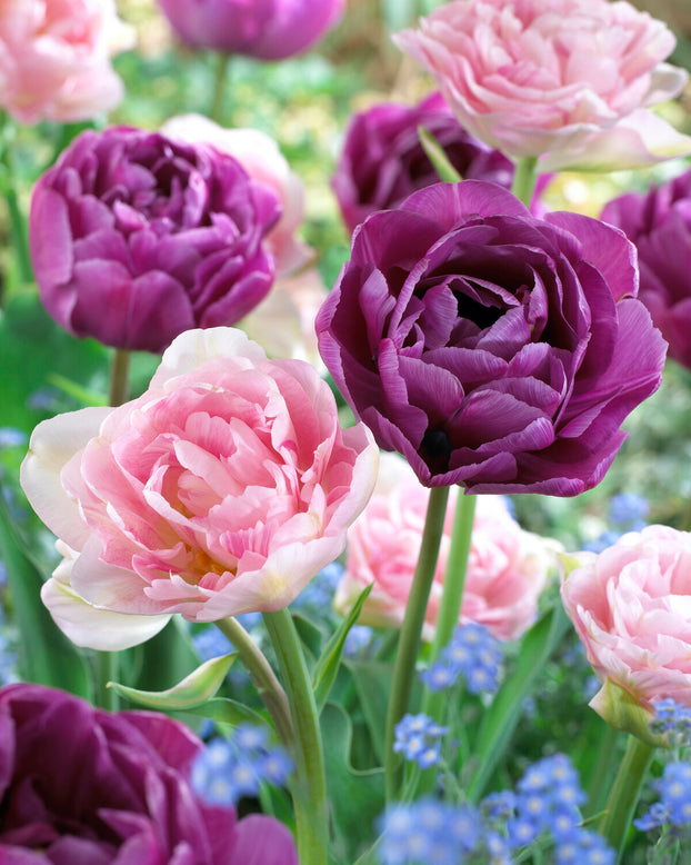 Tulip 'Blue Diamond'