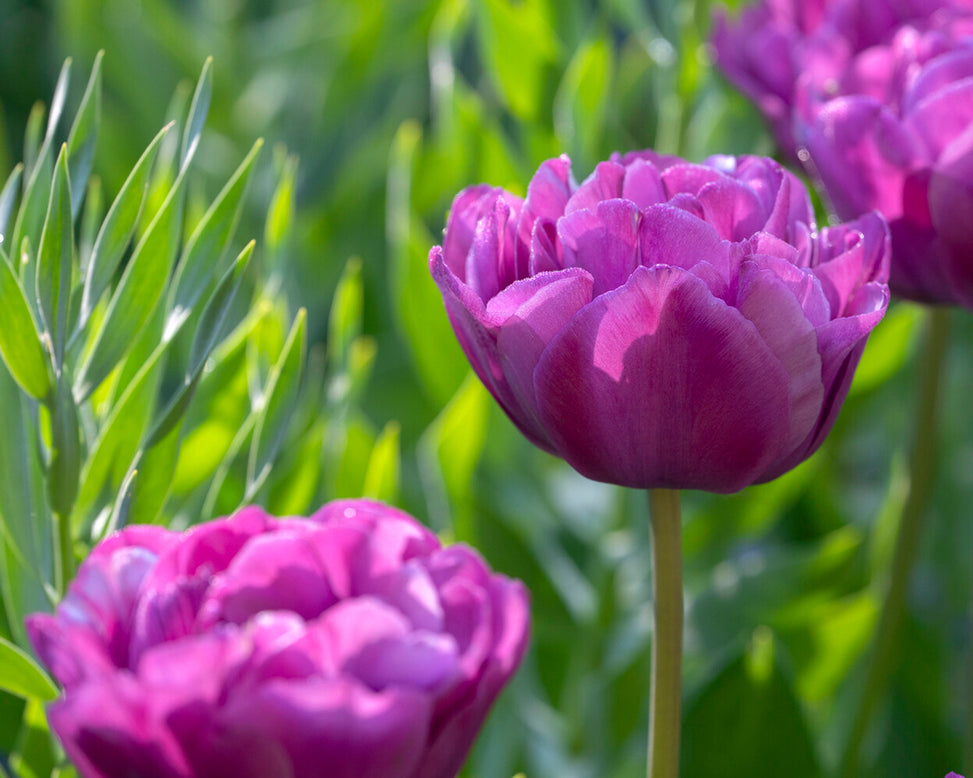 Tulip 'Blue Diamond'