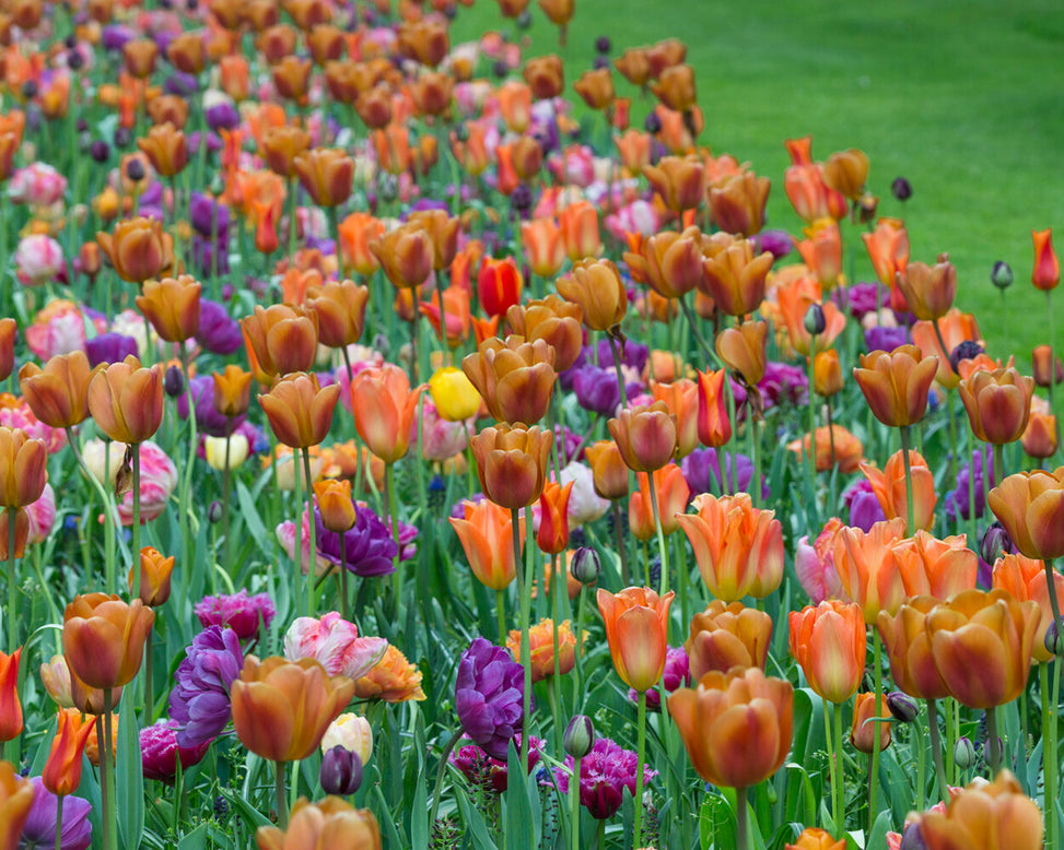 Tulip 'Blue Diamond'