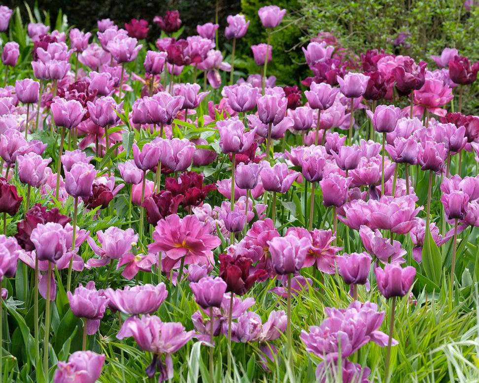 Tulip 'Blue Diamond'