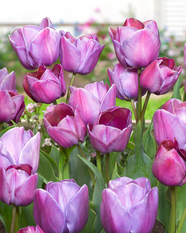 Tulip 'Blue Heaven'
