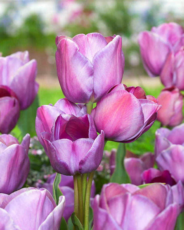 Tulip 'Blue Heaven'