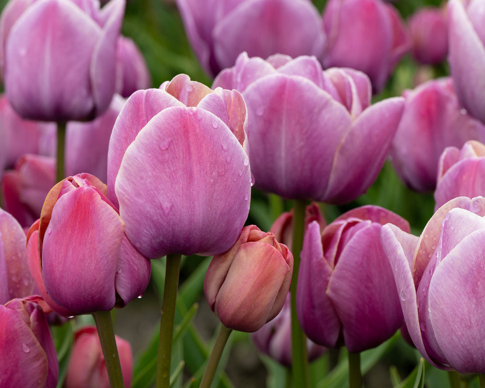 Tulip 'Blue Heaven'