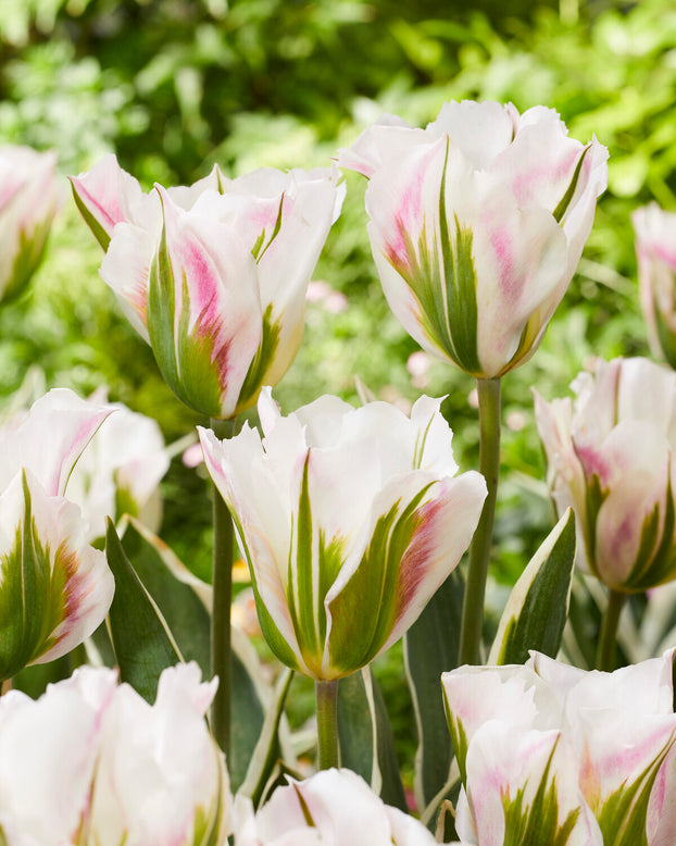 Tulip 'Blushing Artist'