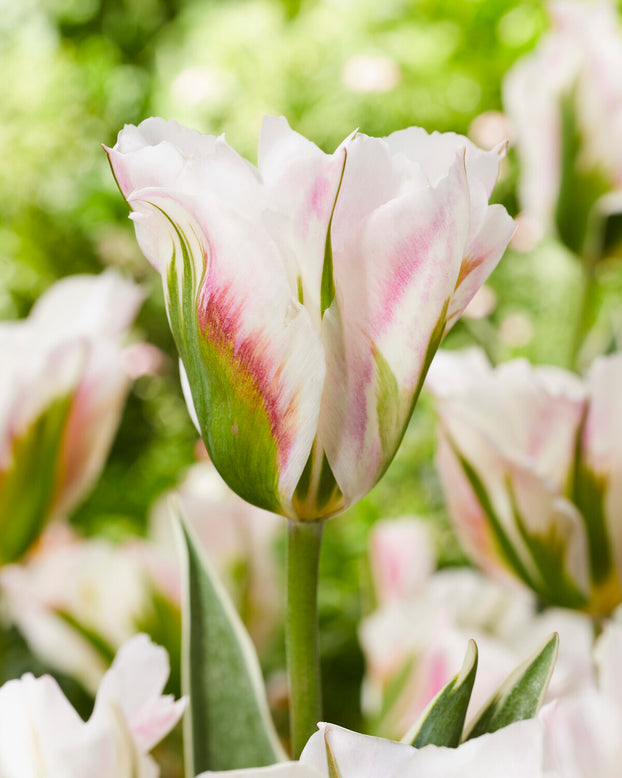 Tulip 'Blushing Artist'
