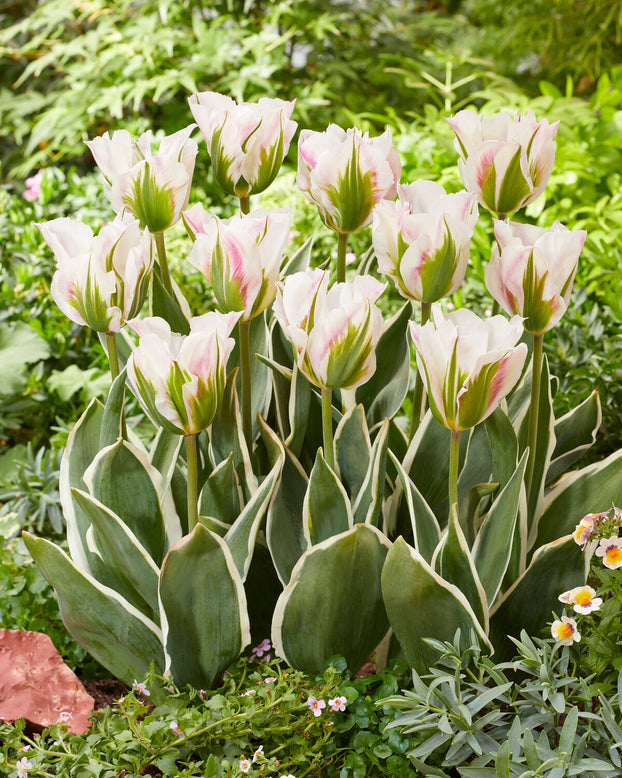 Tulip 'Blushing Artist'