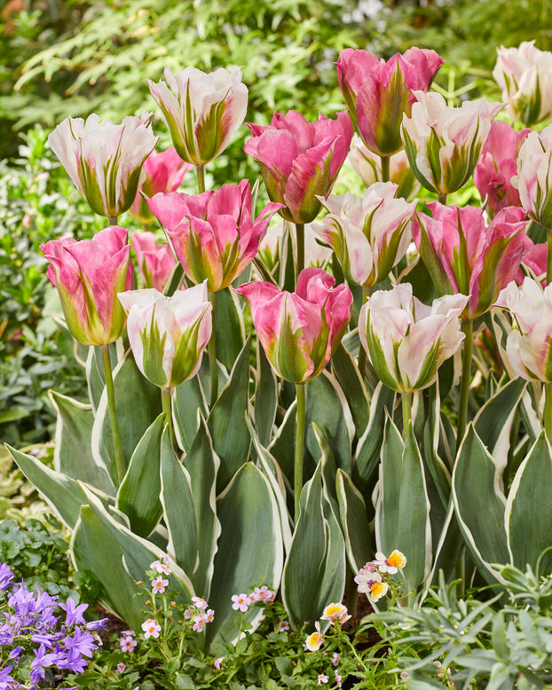 Tulip 'Blushing Artist'