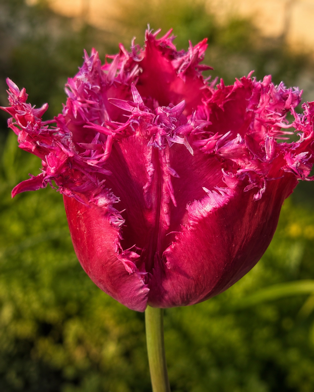 Tulip 'Blushing Fire'