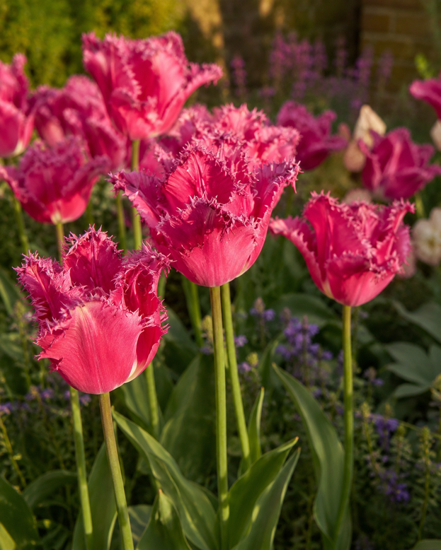 Tulip 'Blushing Fire'