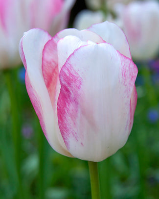 Tulip 'Blushing Girl' A single pink and white 'Blushing Girl' tulip in bloom, with green leaves in the background.
