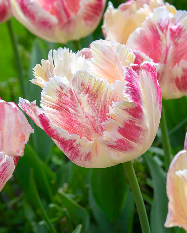Tulip 'Blushing Parrot'