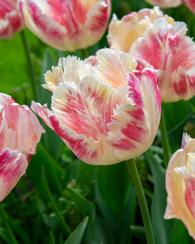 Tulip 'Blushing Parrot'