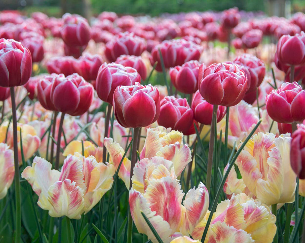 Tulip 'Blushing Parrot'