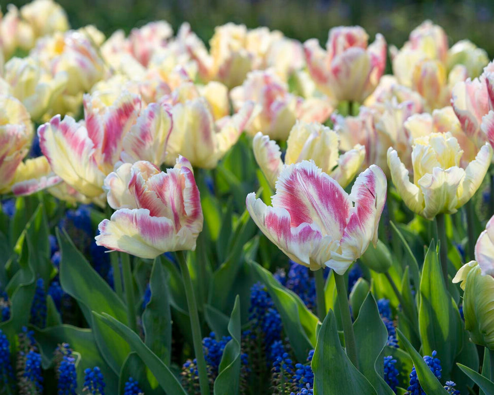 Tulip 'Blushing Parrot'