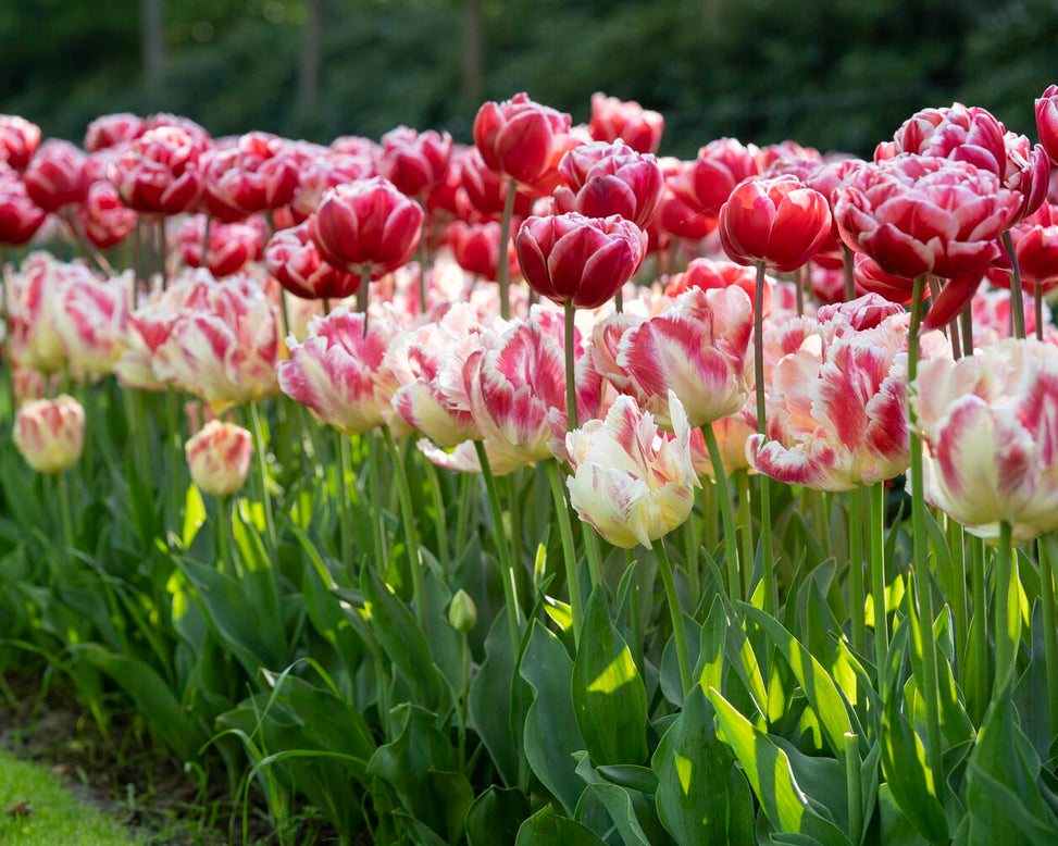 Tulip 'Blushing Parrot'