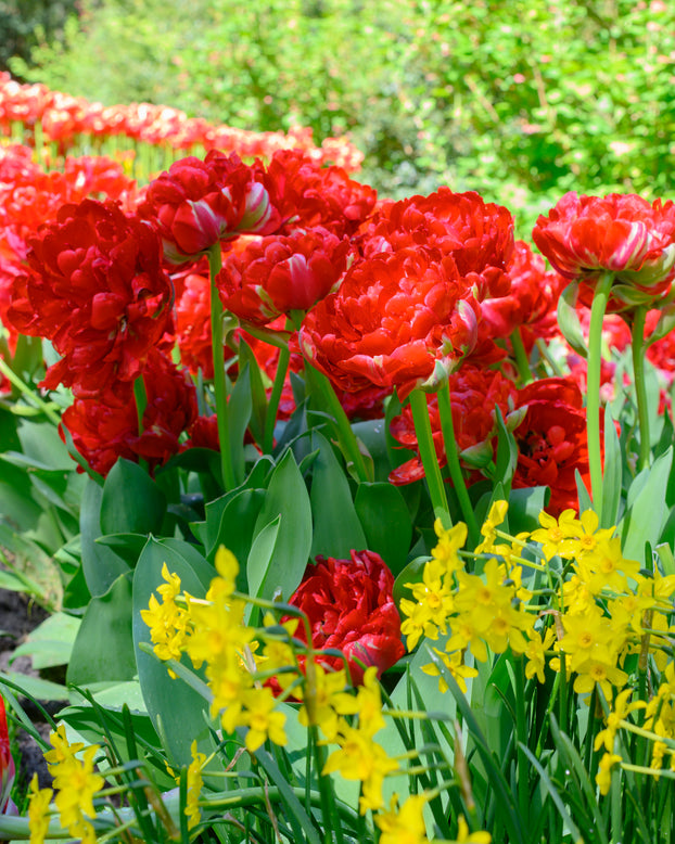Tulip 'Bombastic Red'