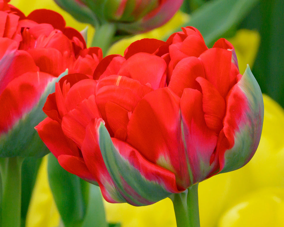 Tulip 'Bombastic Red'