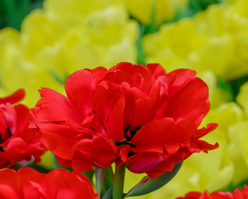 Tulip 'Bombastic Red'