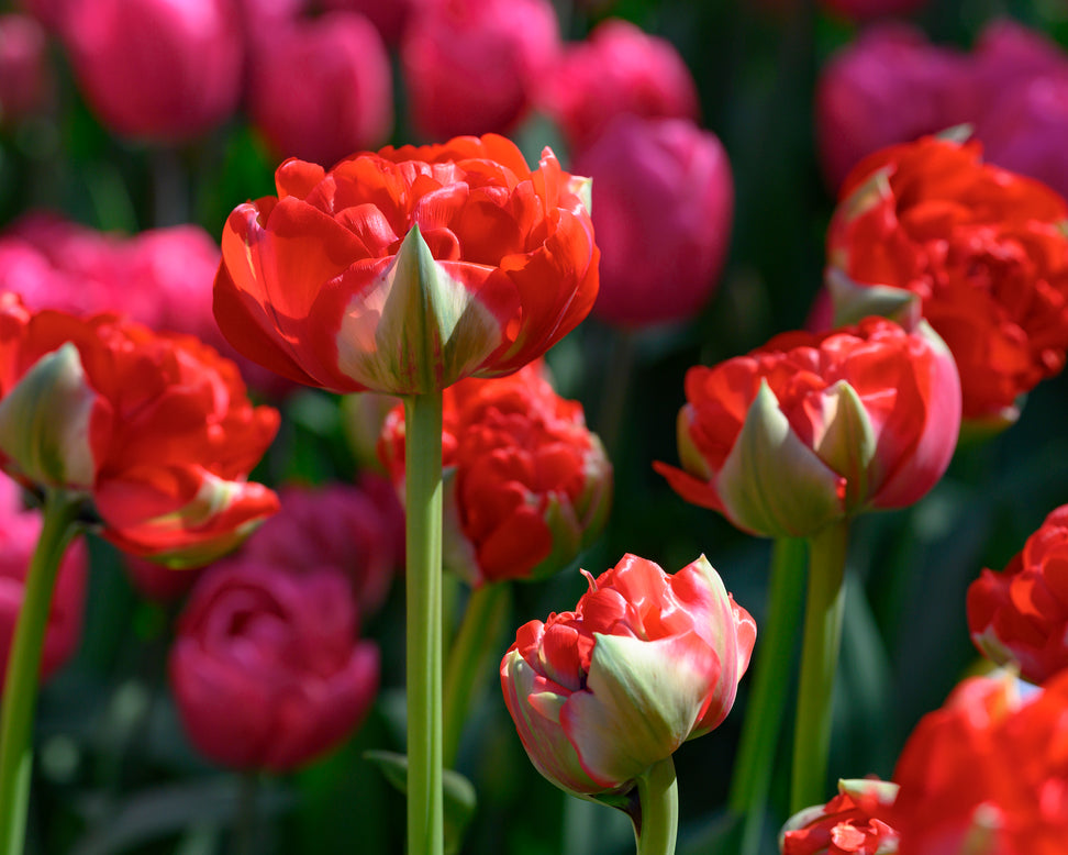 Tulip 'Bombastic Red'