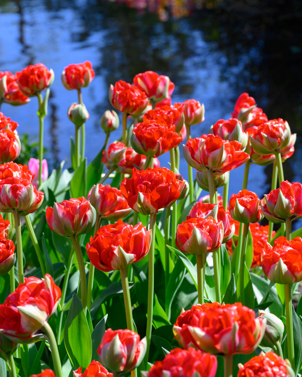 Tulip 'Bombastic Red'