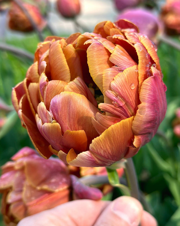 Tulip 'Brasil'