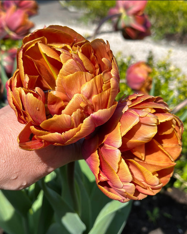 Tulip 'Brasil'