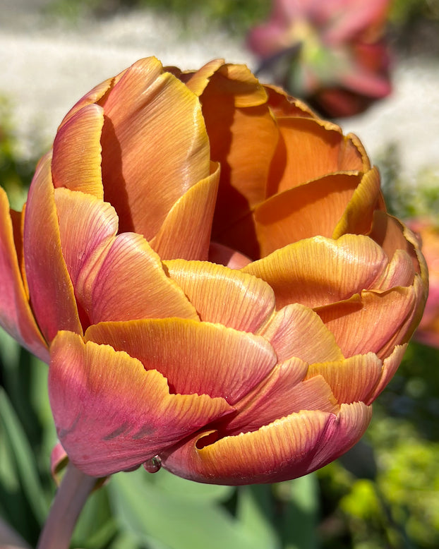 Tulip 'Brasil'