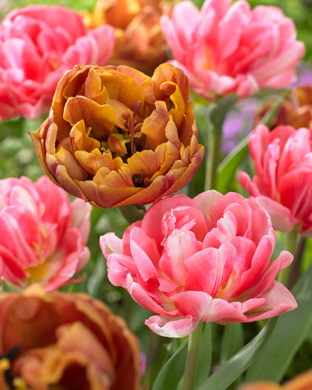 Tulip 'Brasil'