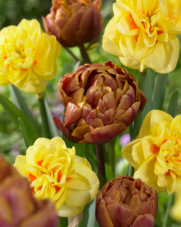 Tulip 'Brasil'