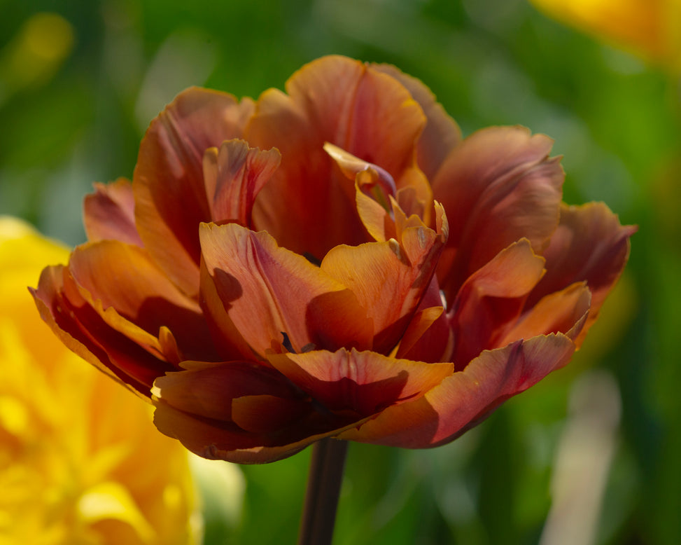 Tulip 'Brasil'