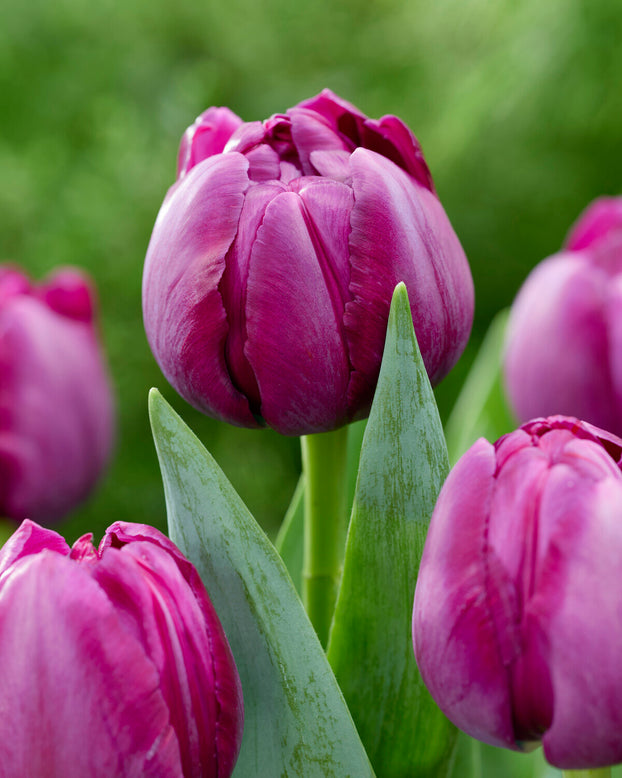 Tulip 'Brothers in Arms'
