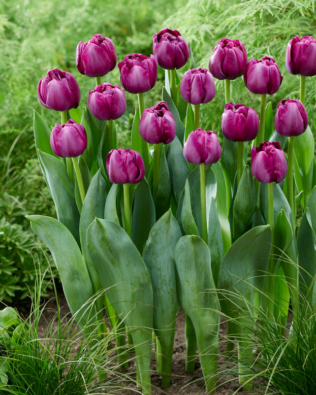 Tulip 'Brothers in Arms'