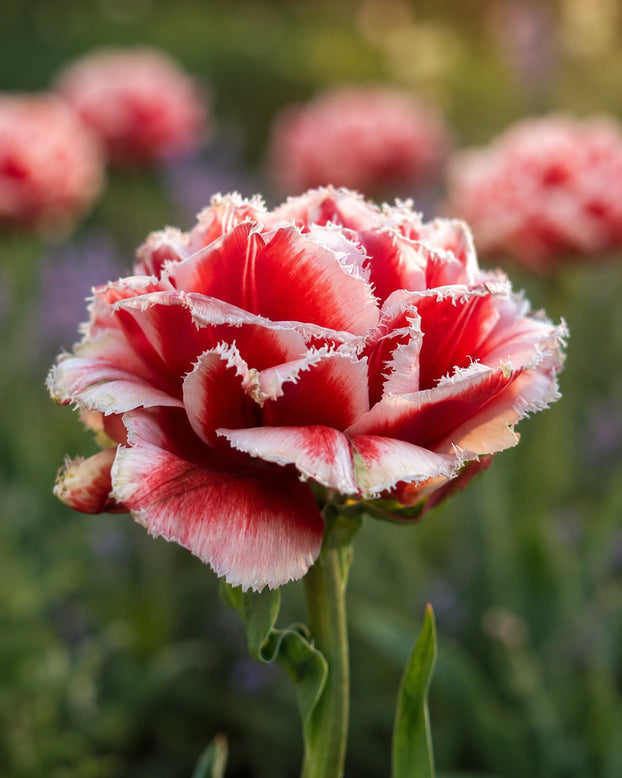 Tulip 'Caatje'