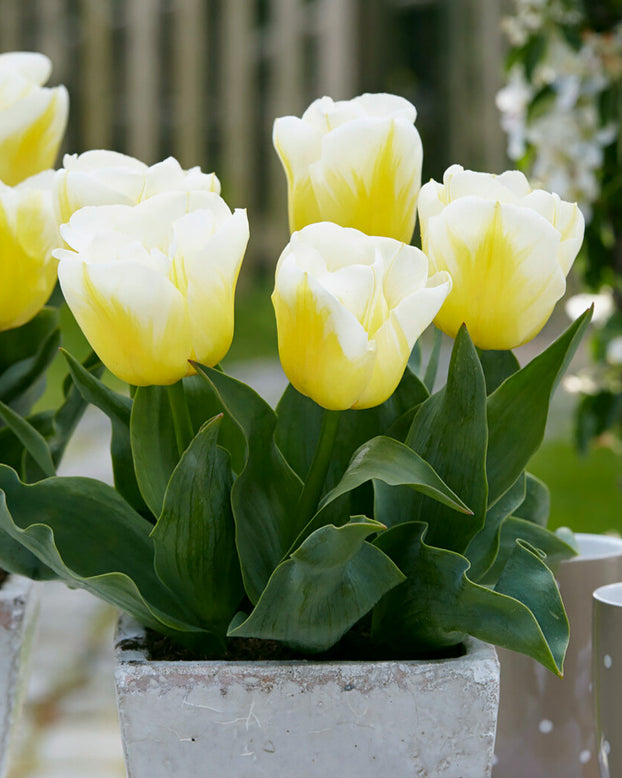 Tulip 'Calgary Flames'